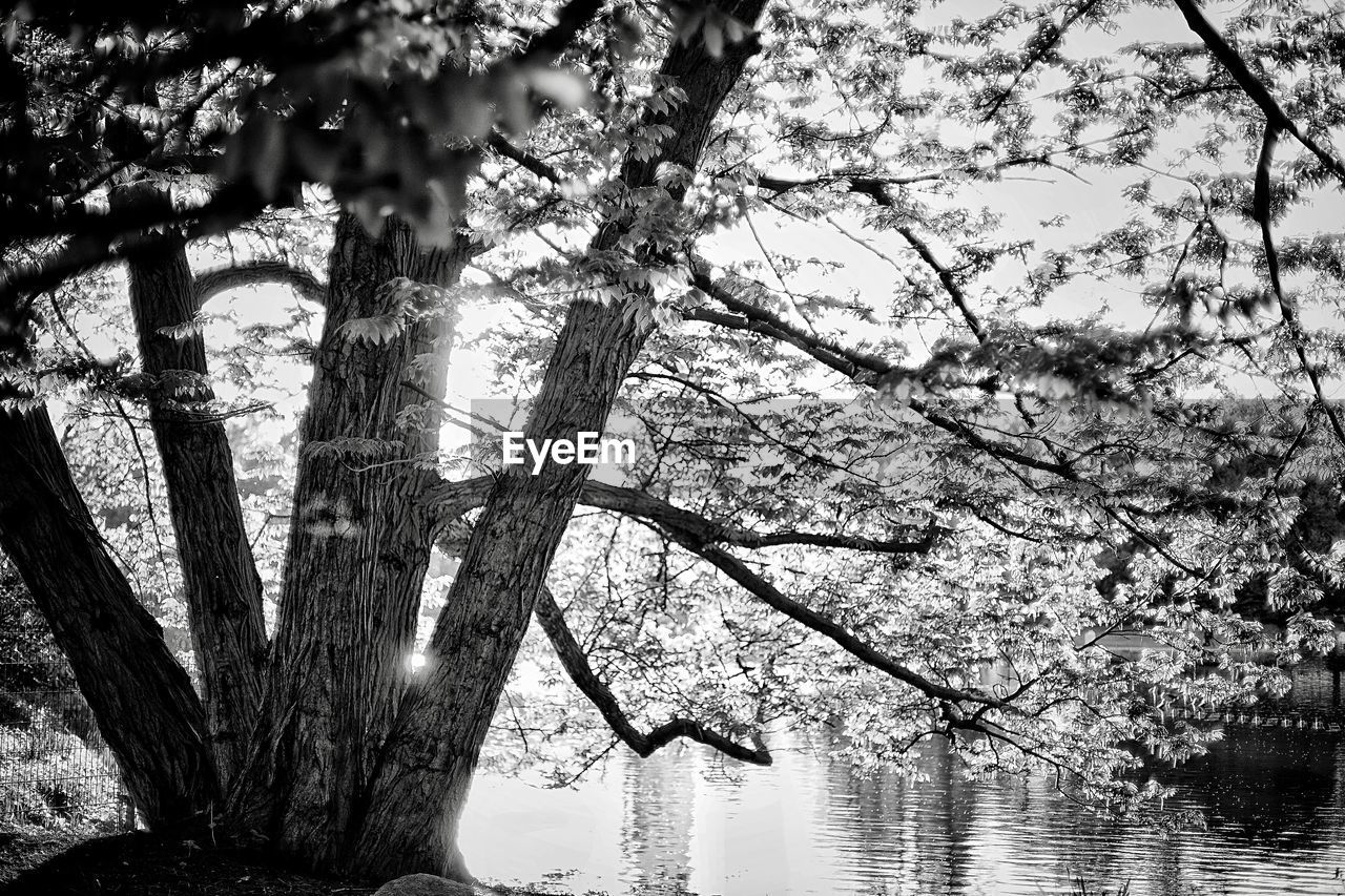 TREE BY LAKE