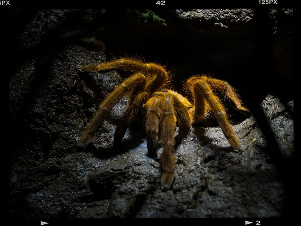 animals in the wild, insect, animal wildlife, arachnid, animal themes, animal, one animal, invertebrate, arthropod, spider, close-up, zoology, no people, animal leg, nature, rock, auto post production filter, day, solid, transfer print, marine
