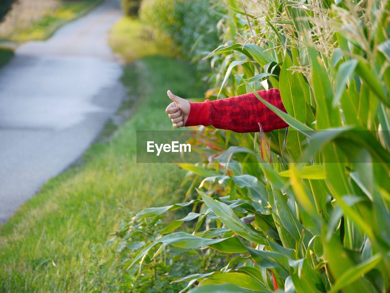 Cropped hand showing thumbs up amidst plants in park