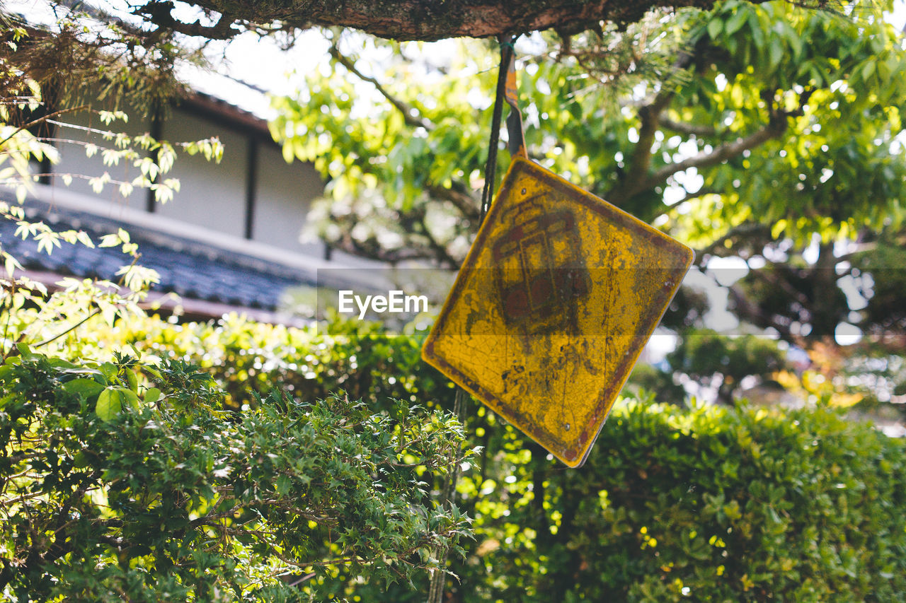 CLOSE-UP OF YELLOW HANGING ON TREE