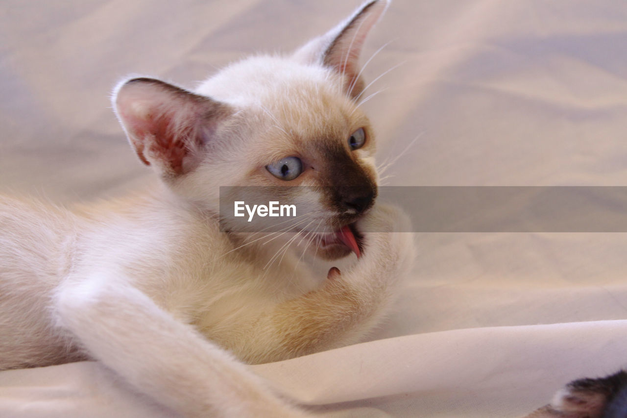 Close-up of kitten relaxing on bed