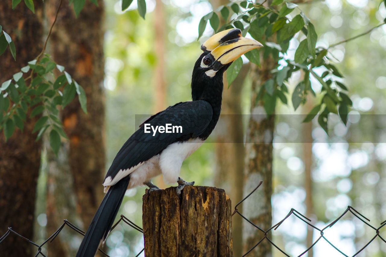 Hornbill perching on wooden post