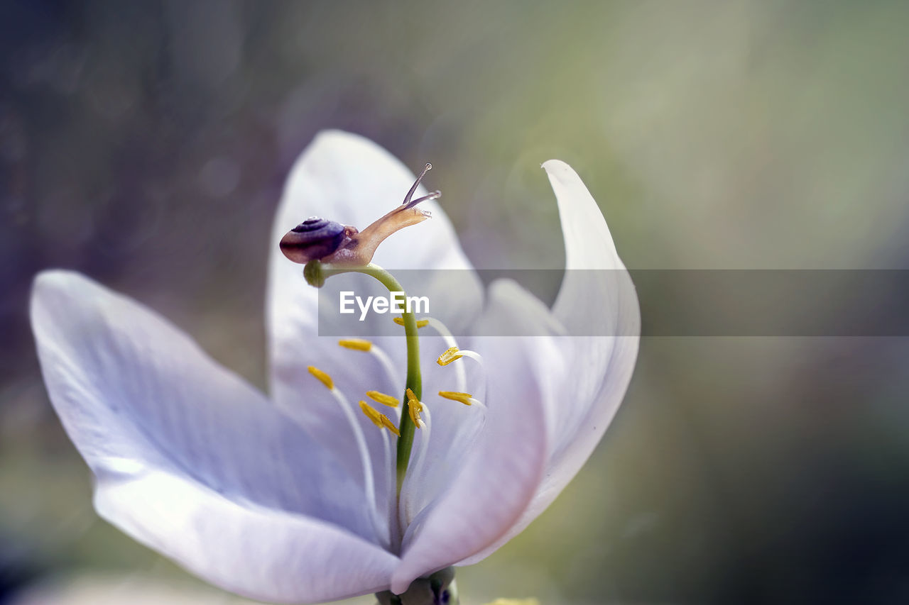 Close-up of white flower blooming outdoors and a snail on top