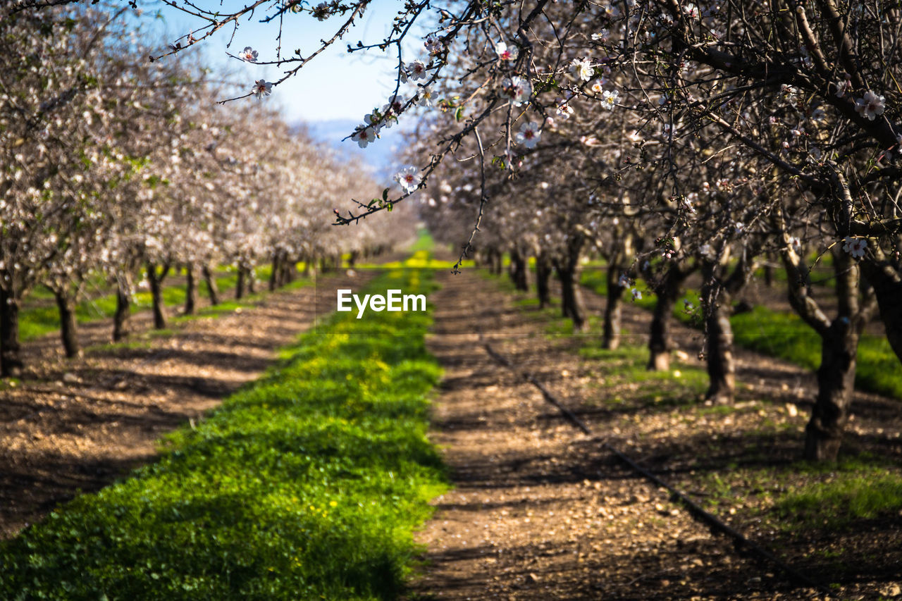 DIRT ROAD PASSING THROUGH TREES IN FIELD