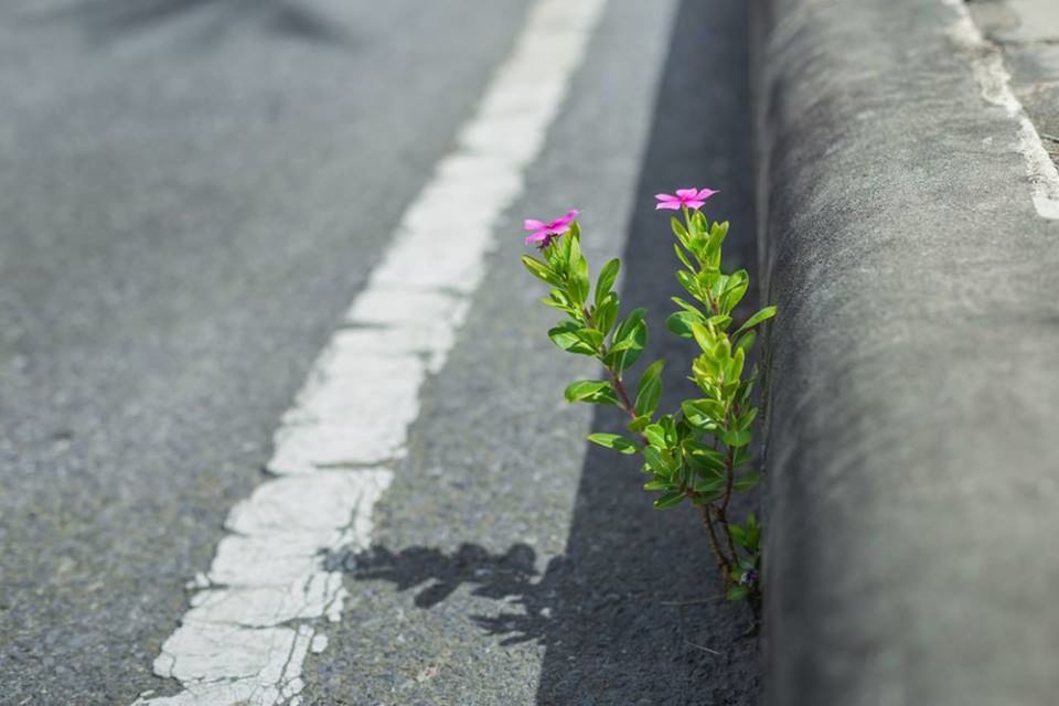 CLOSE-UP OF FLOWERS GROWING ON ROAD