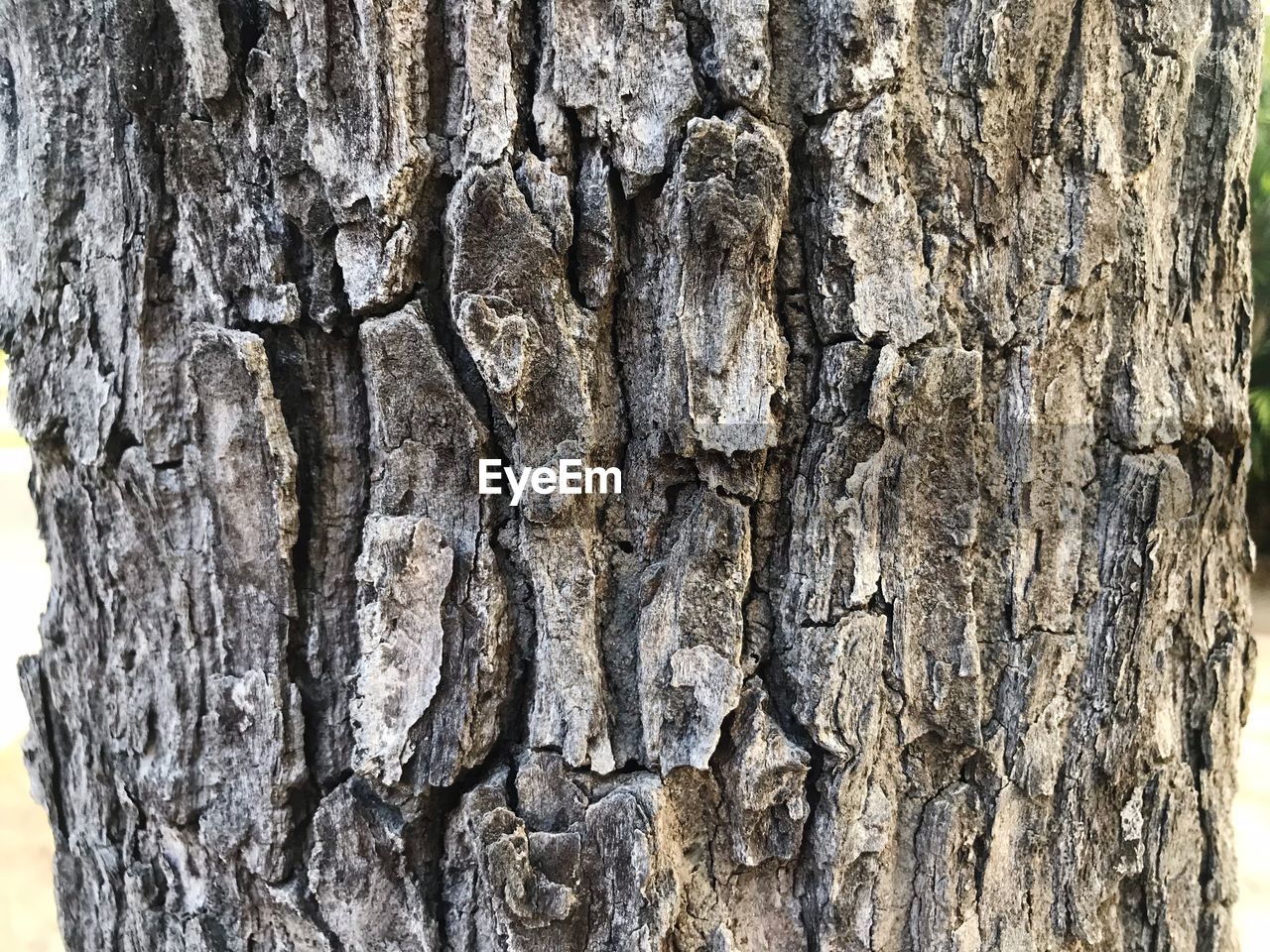 CLOSE-UP OF TREE BARK