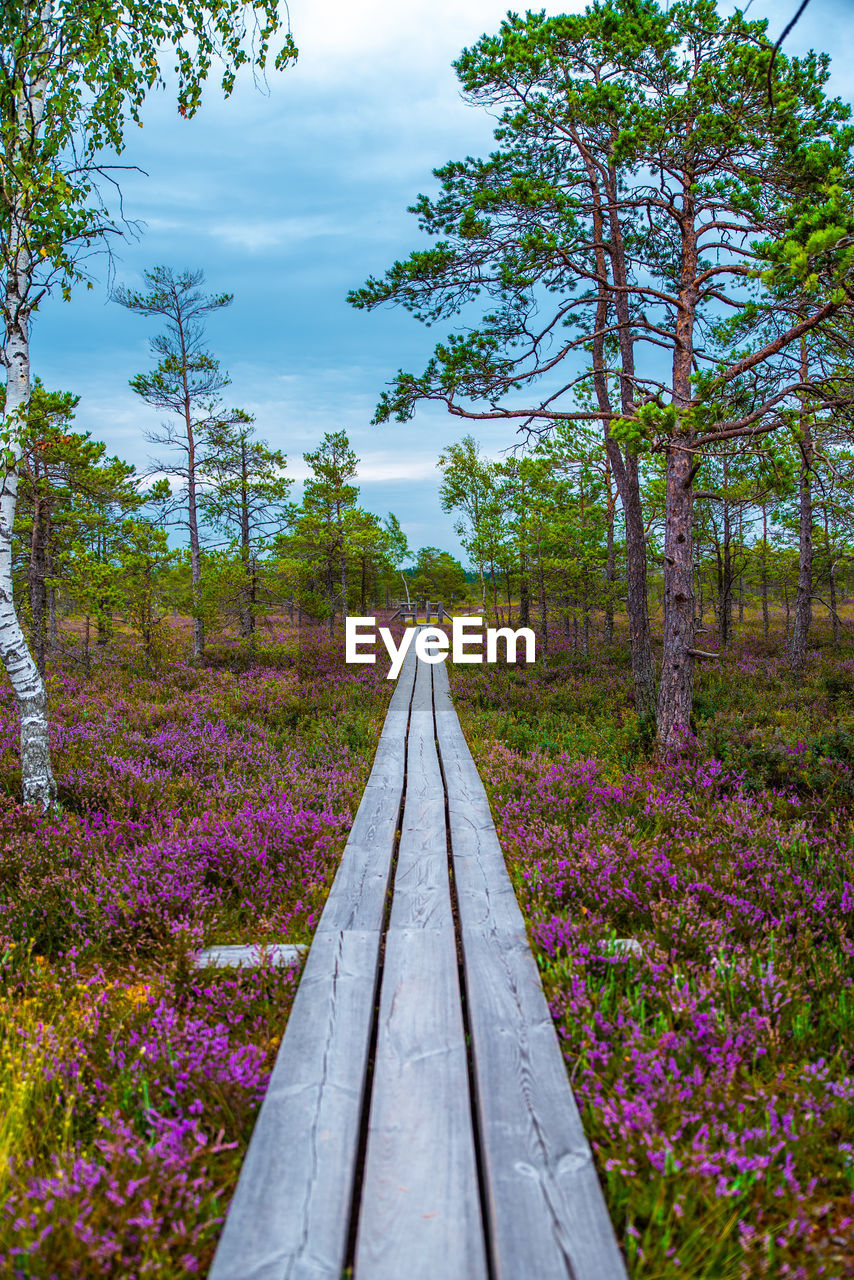 VIEW OF RAILROAD TRACKS AMIDST TREES