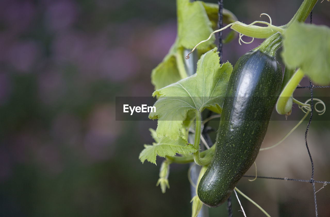 Close-up of zucchini plant