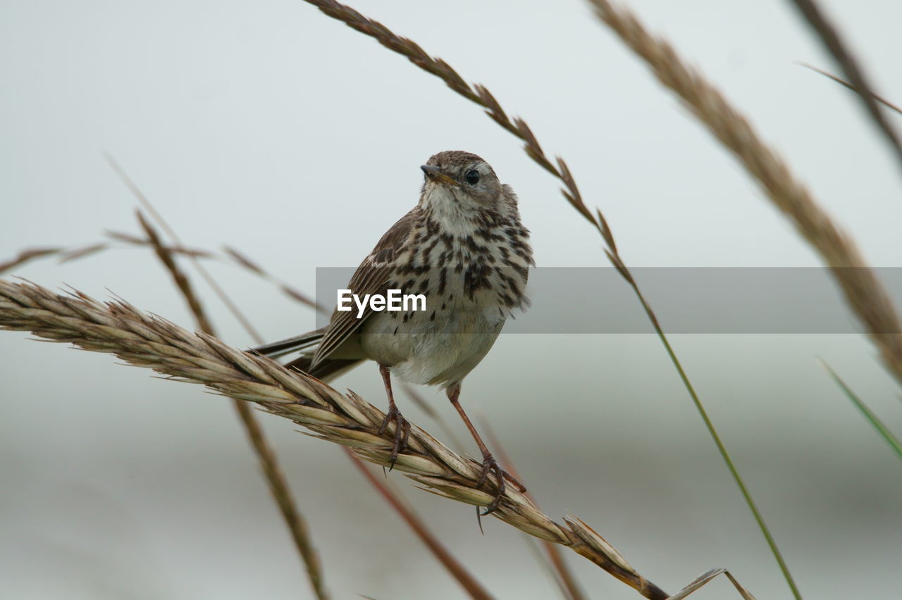 Close-up of bird perching on branch