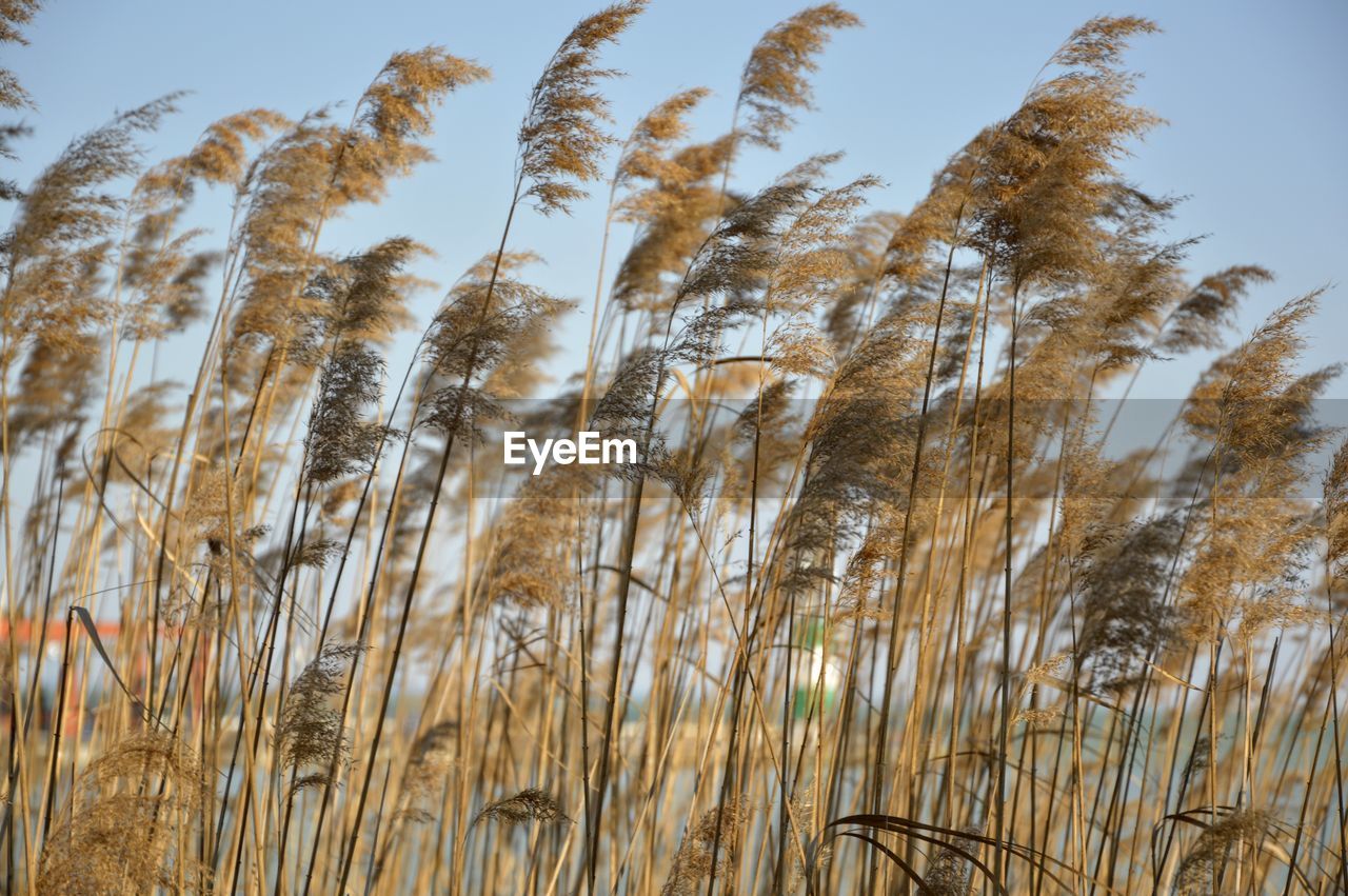 Close-up of wheat field