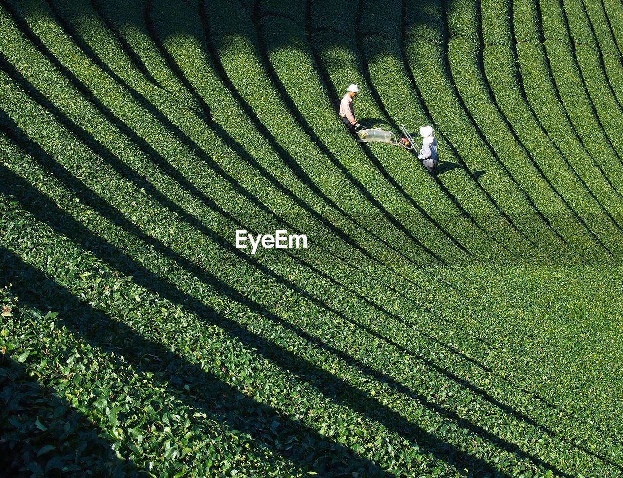 Harvesting tea with machinery at tea plantation