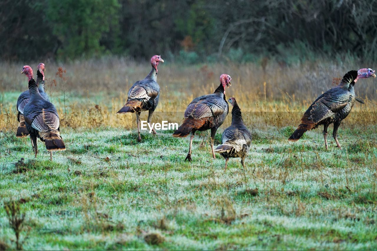Flock of turkeys on field