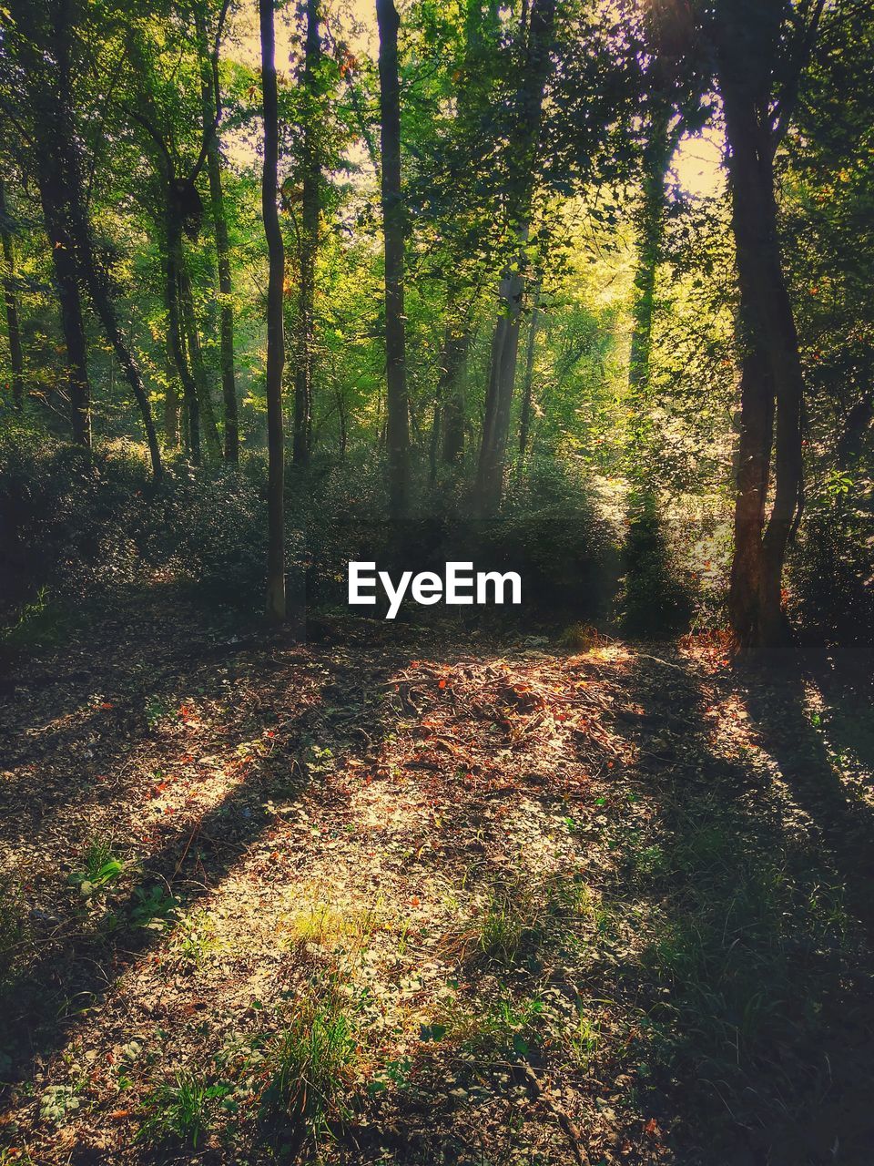 TREES GROWING IN FOREST DURING AUTUMN