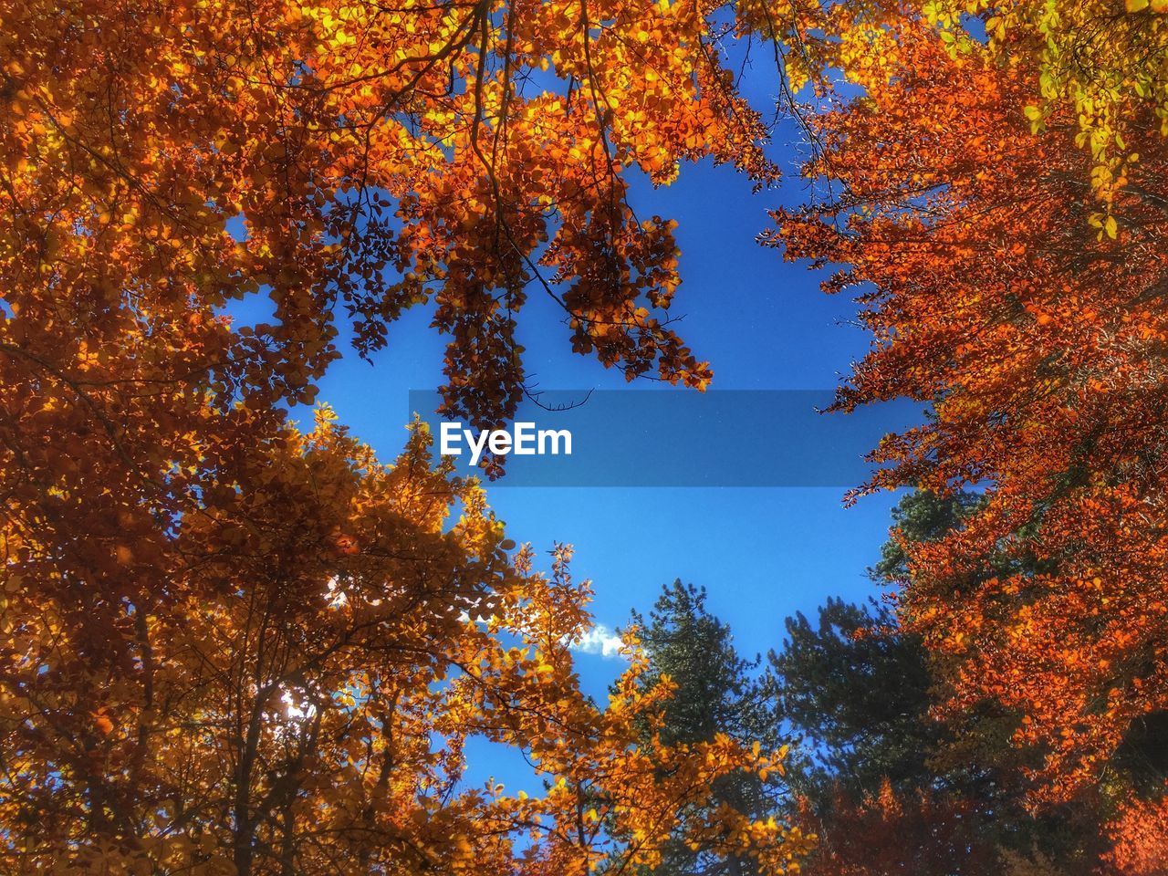 LOW ANGLE VIEW OF TREES DURING AUTUMN