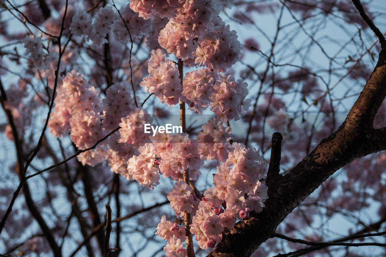 Low angle view of cherry blossom tree