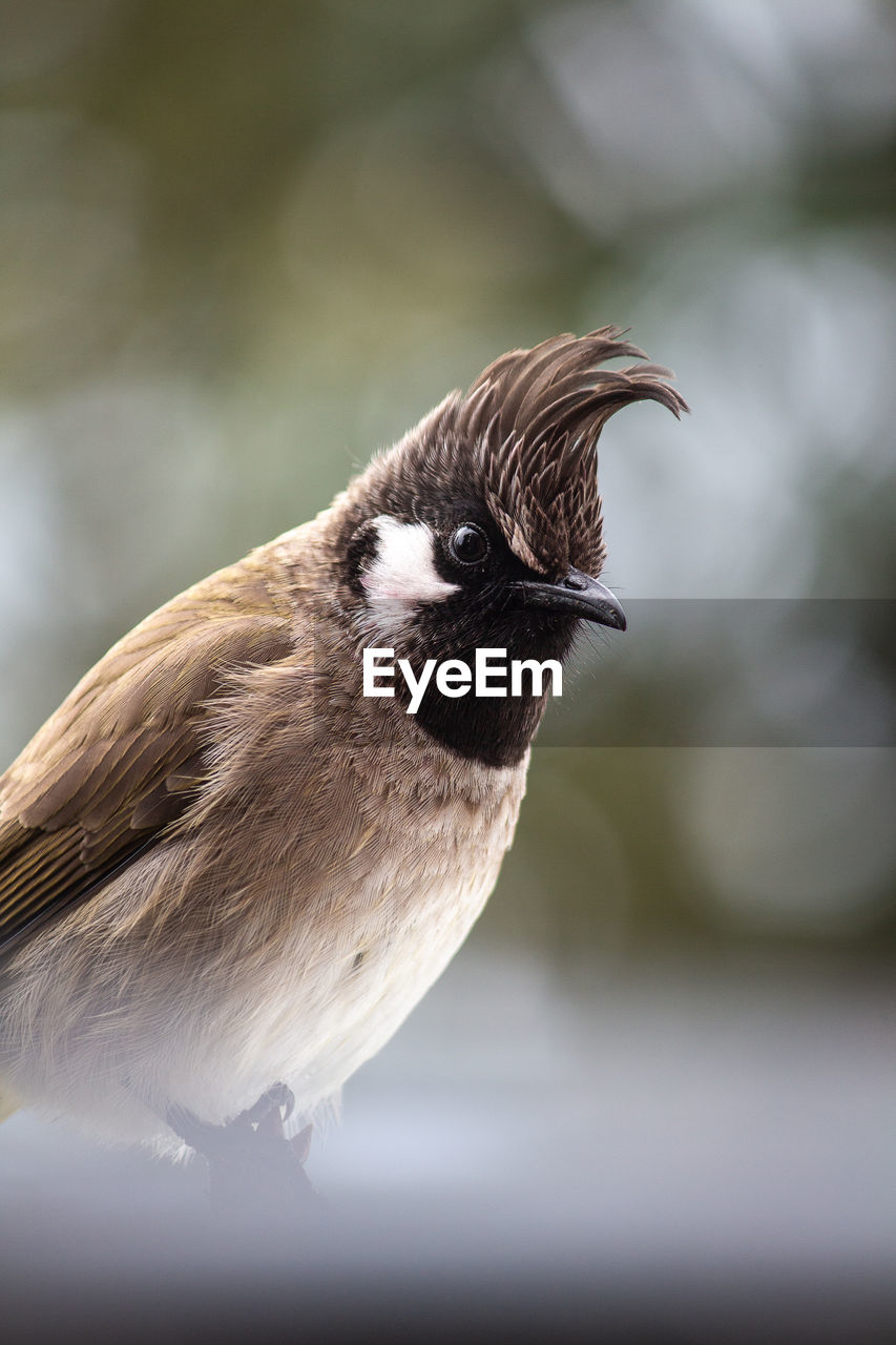 Himalayan bulbul looking into the camera 