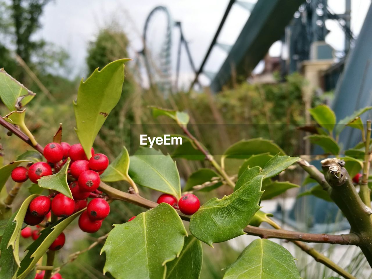 Close-up of red berries growing on tree