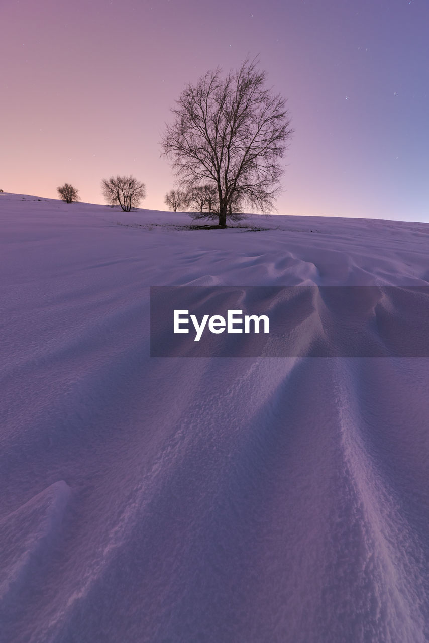 Picturesque landscape of leafless trees growing in snowy valley under night starry sky