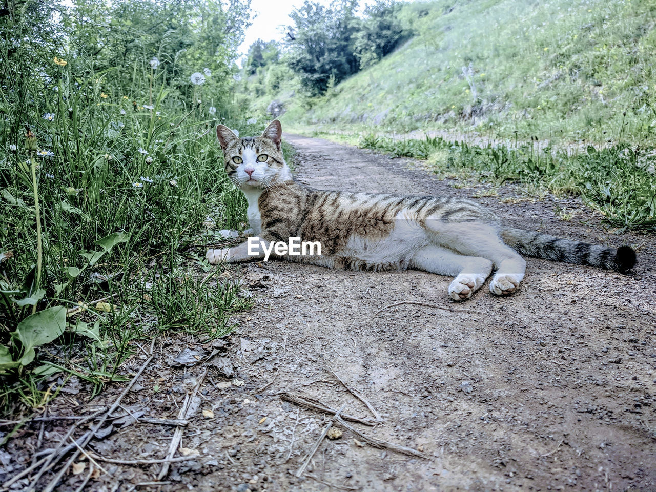 VIEW OF CAT LYING ON LAND