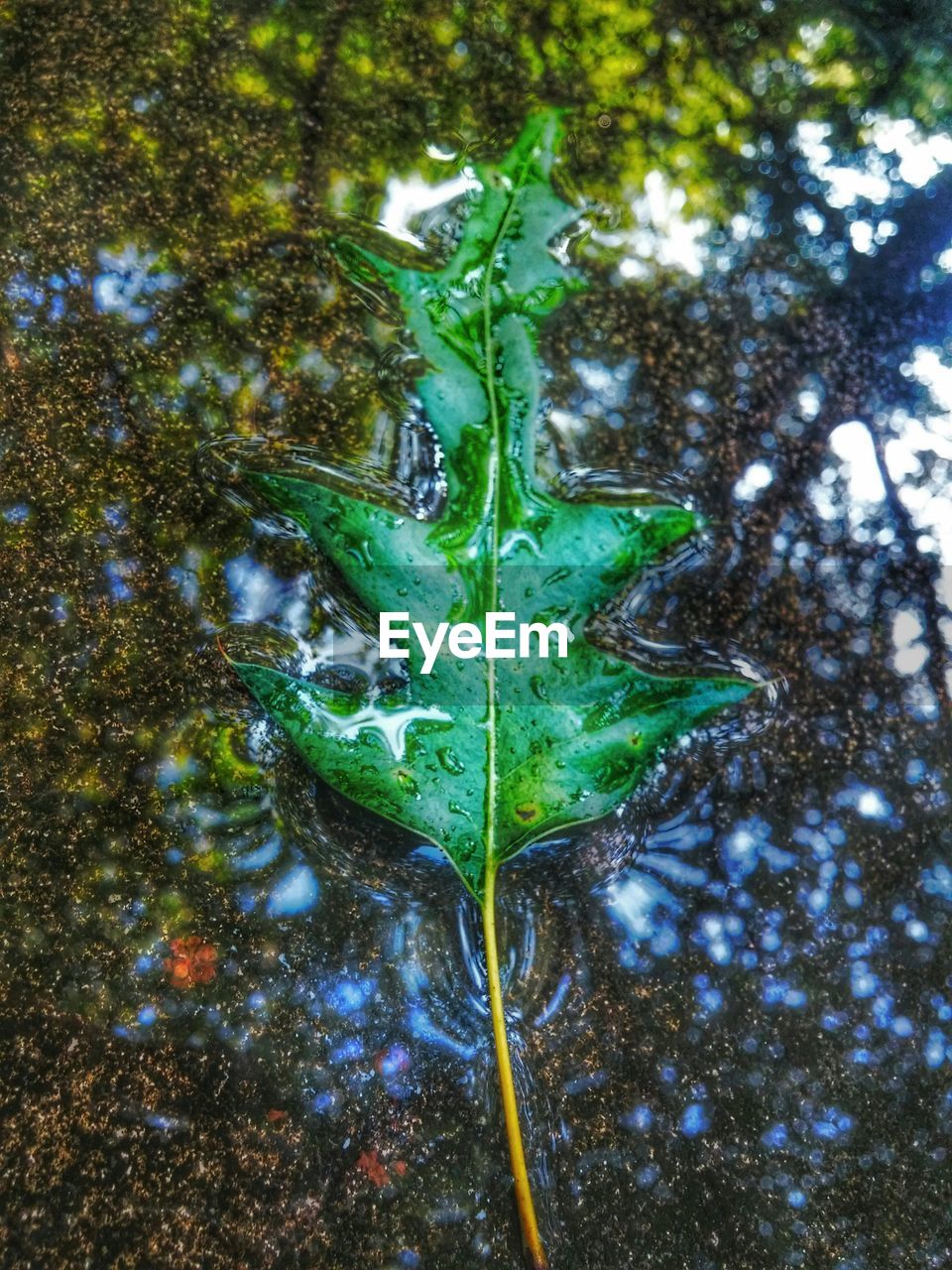 Directly above shot of leaf floating in lake