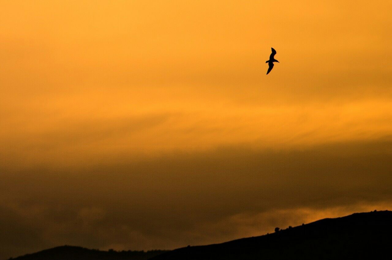 Low angle view of silhouette bird flying over landscape against cloudy sky