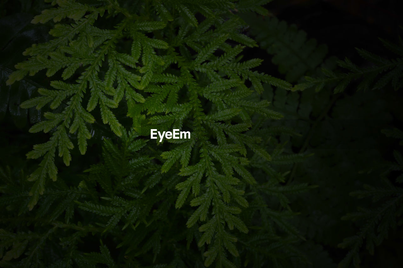 HIGH ANGLE VIEW OF PINE TREES