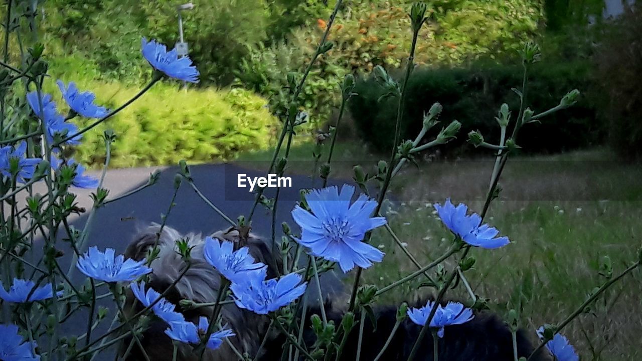 CLOSE-UP OF BLUE FLOWERING PLANT