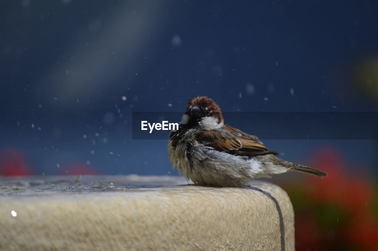 Bird perching on a fountain