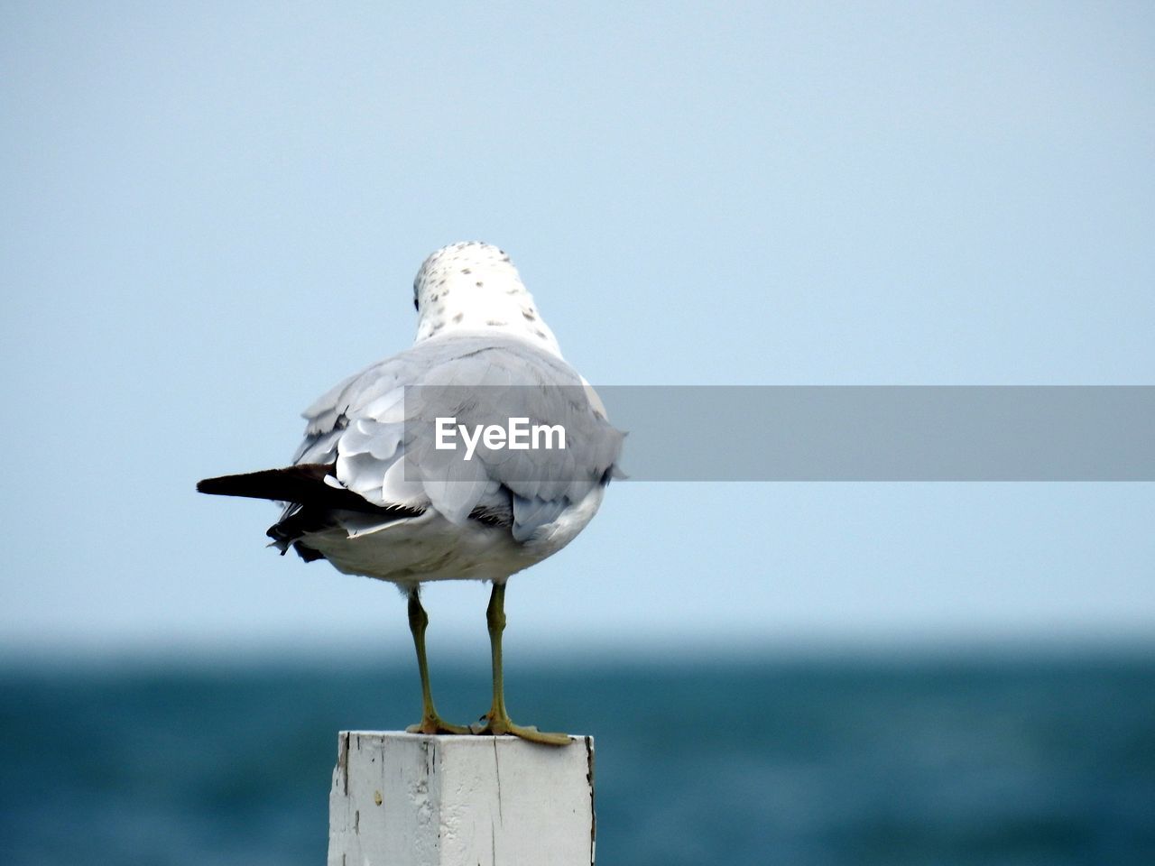 CLOSE-UP OF SEAGULL PERCHING ON ROCK