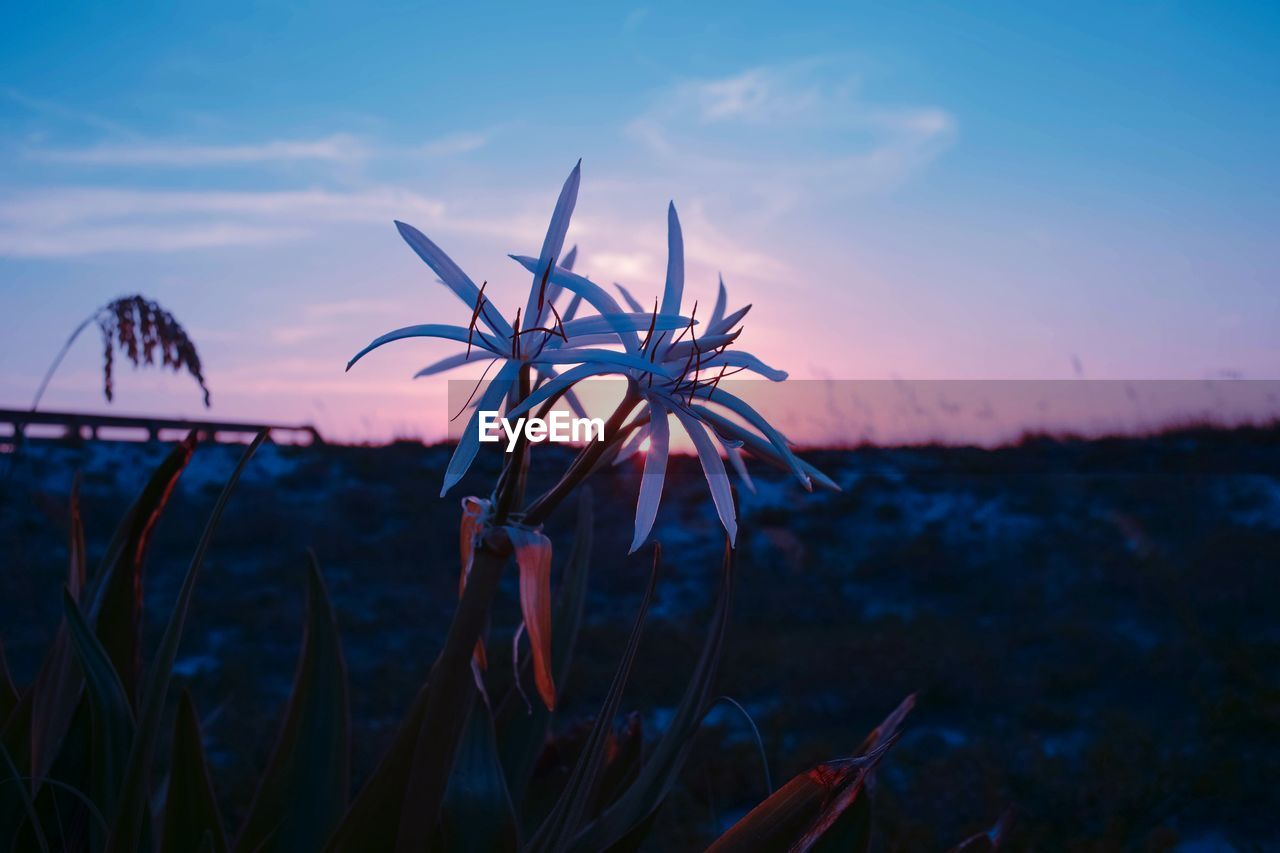 Flower at sunrise 