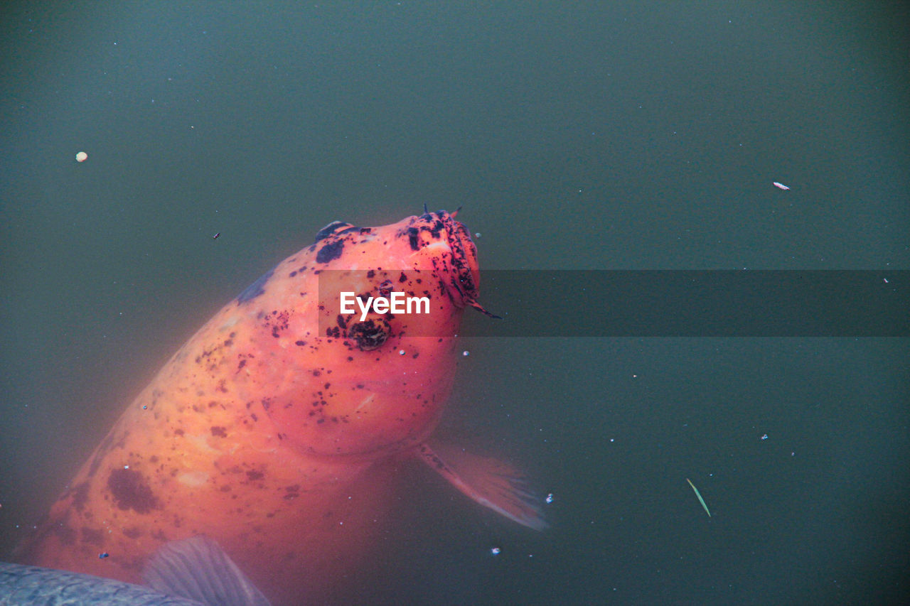 CLOSE-UP OF FISH SWIMMING UNDERWATER