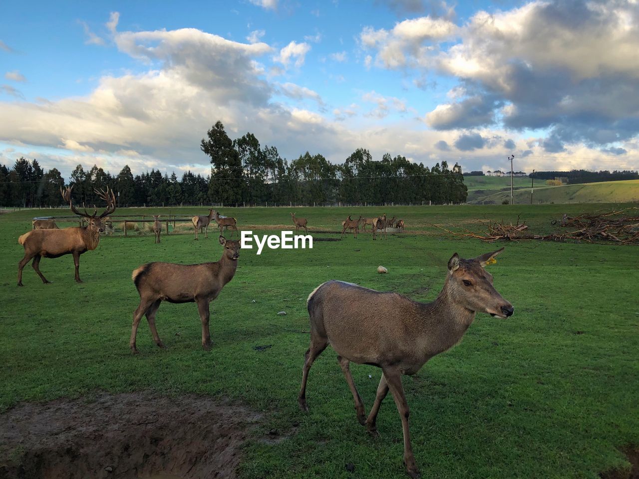 DEER IN A FARM