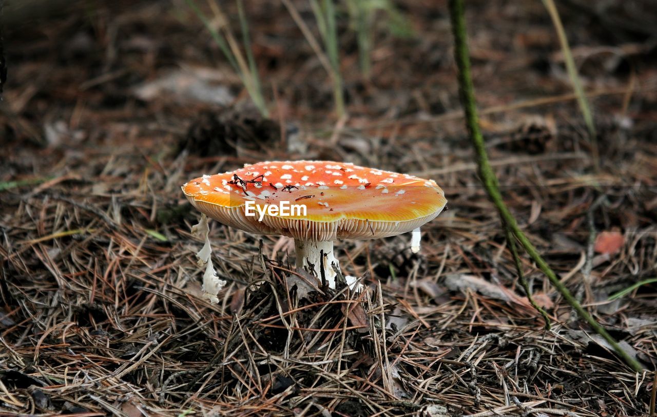 CLOSE-UP OF FLY MUSHROOM IN FOREST