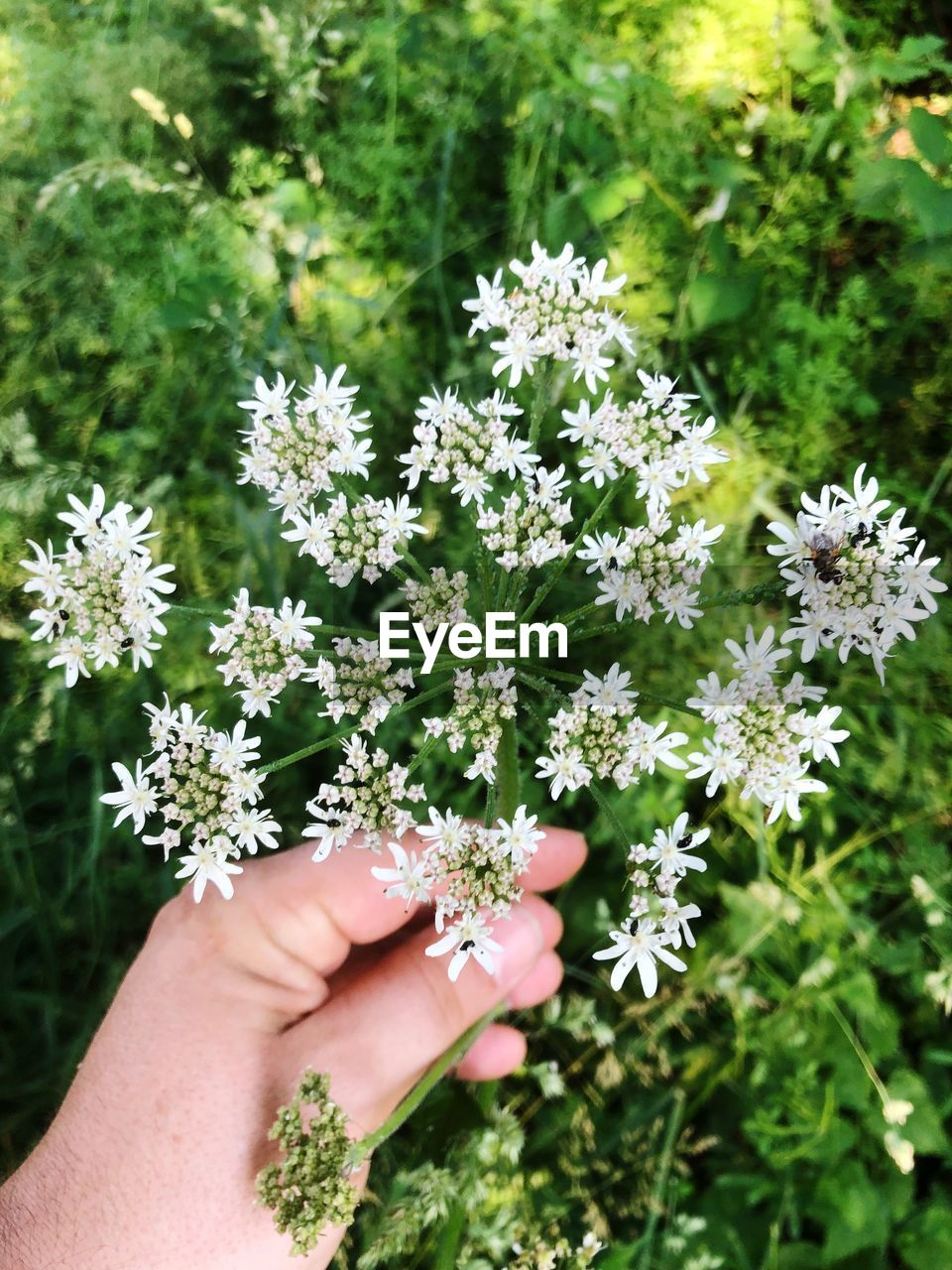 Cropped hand of person touching cow parsley flowers
