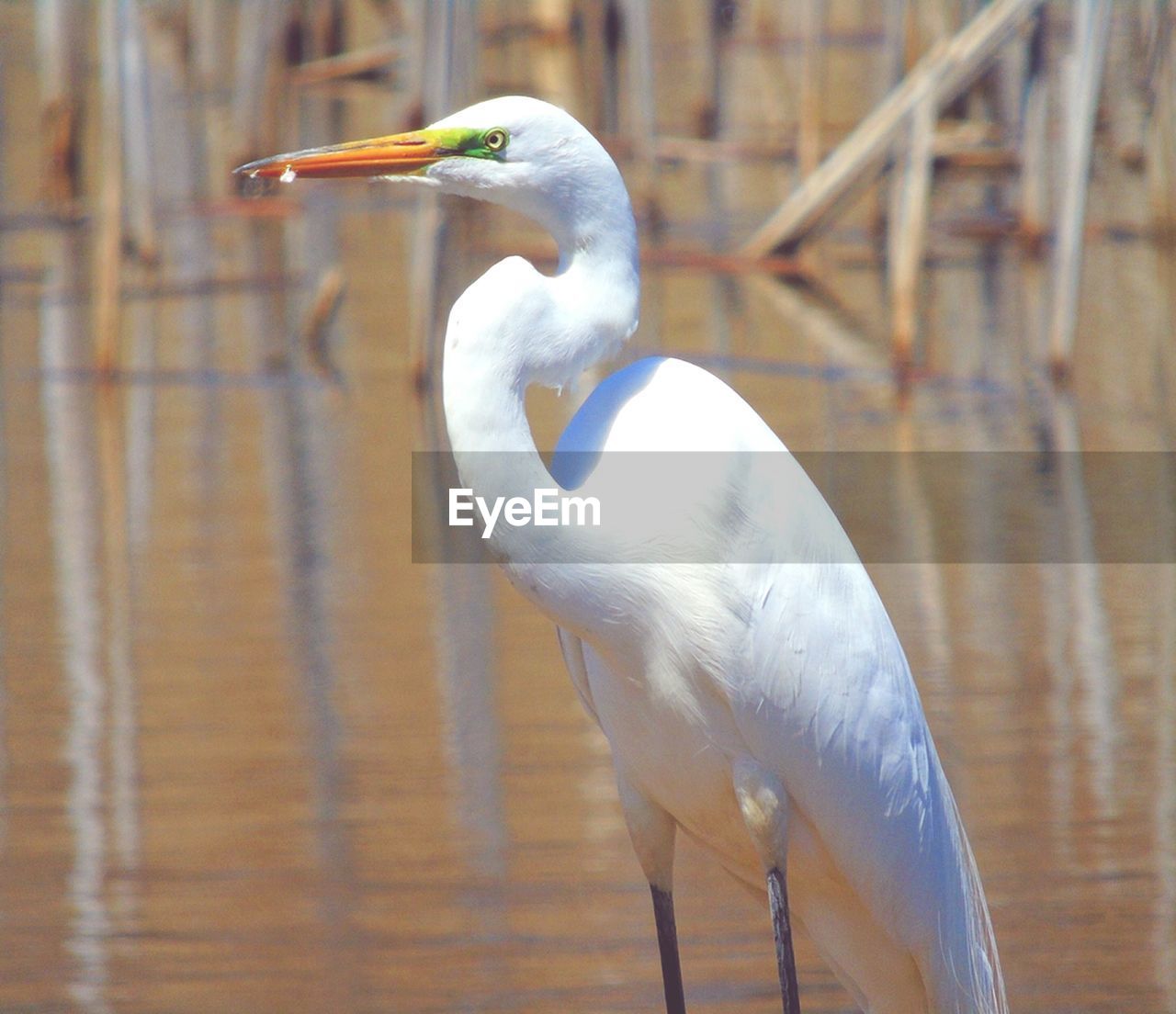 CLOSE-UP OF A DUCK