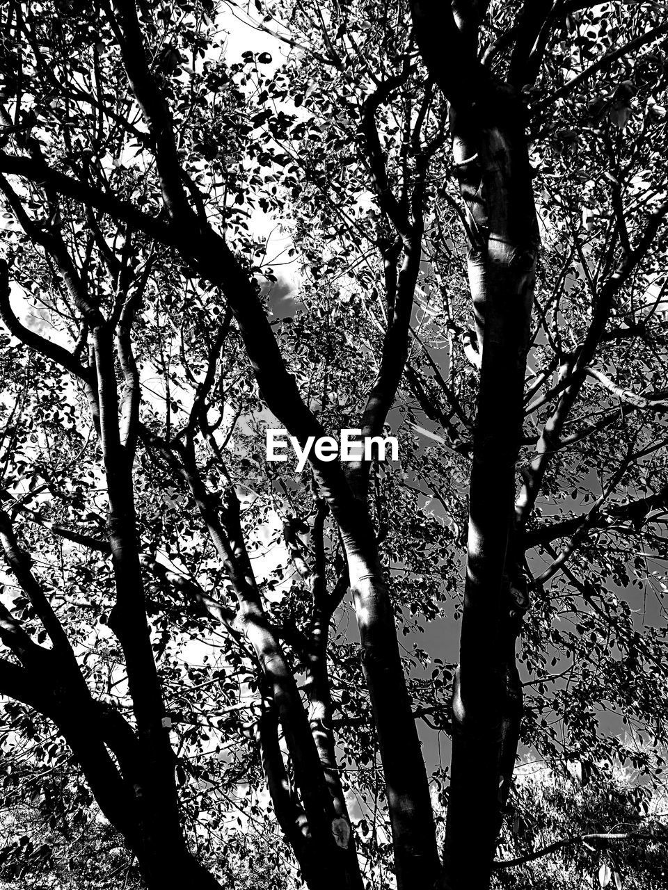 LOW ANGLE VIEW OF SILHOUETTE TREES AGAINST SKY IN FOREST