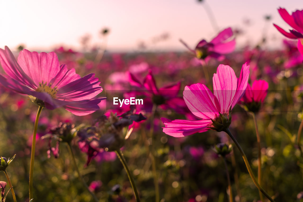 Close-up of pink cosmos flowering plant on field