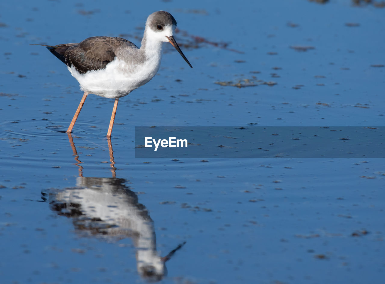Stilt on beach