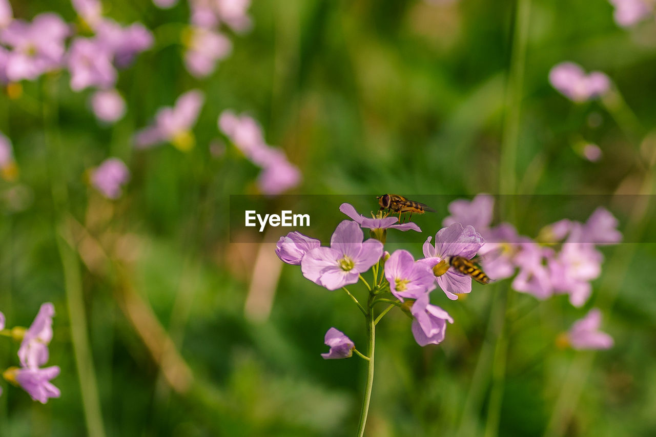 Close-up of bees pollinating on pink flowers