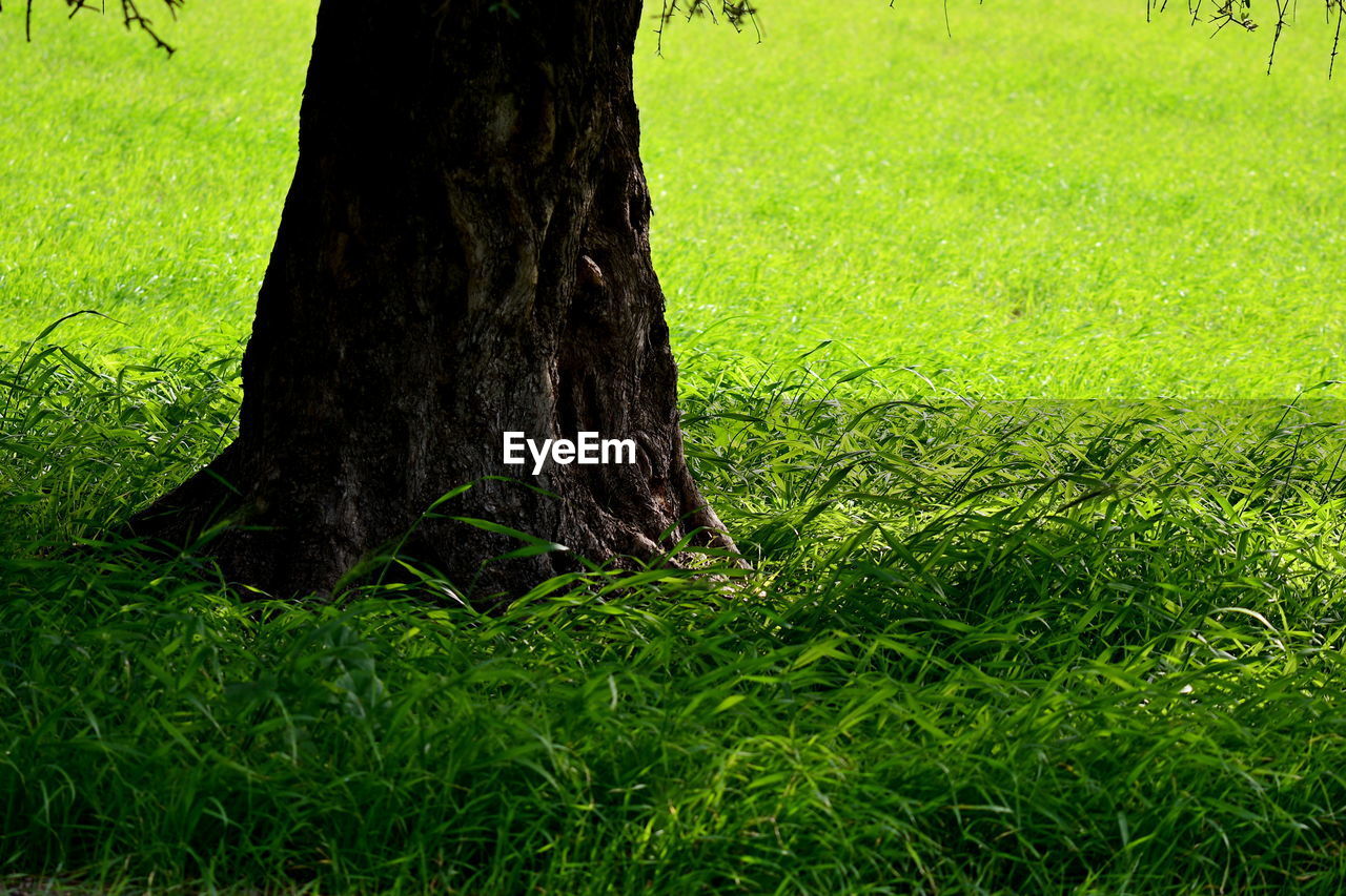 CLOSE-UP OF TREE TRUNK ON GRASS