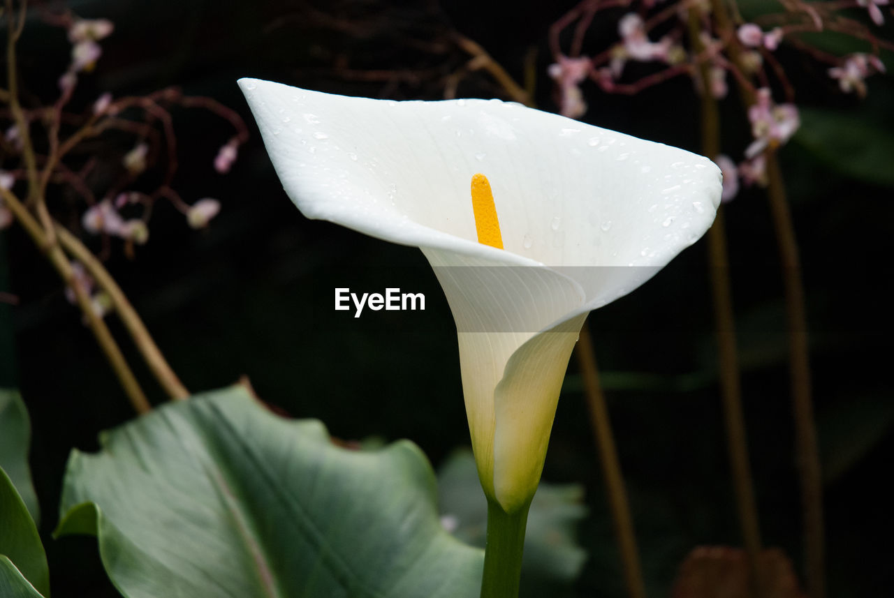 Close-up of white lily blooming outdoors