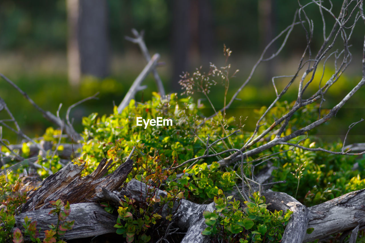 Close-up of moss on rock