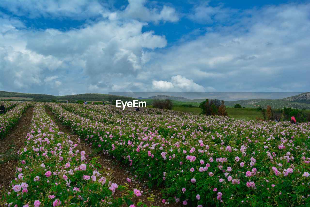 Scenic view of flowering plants on field against sky