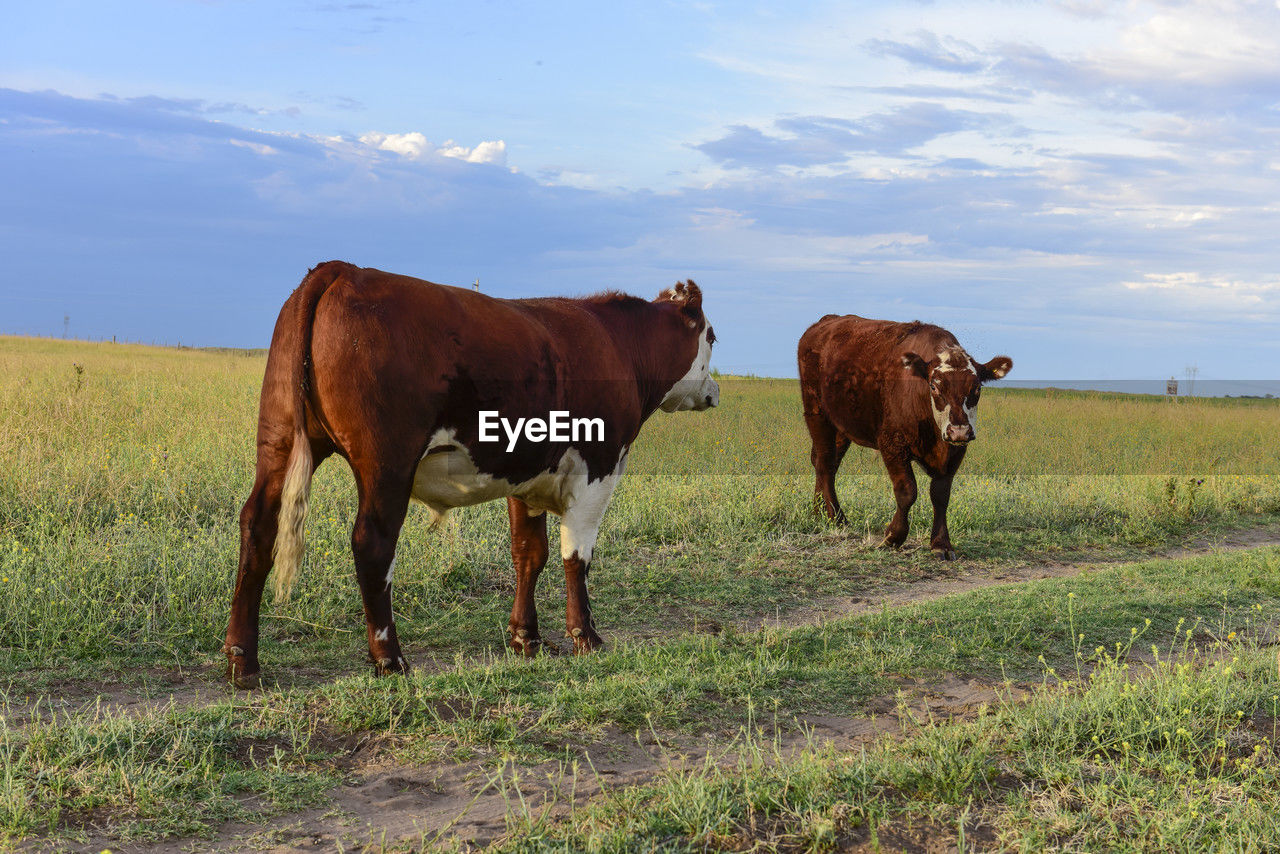 horses grazing on field against sky