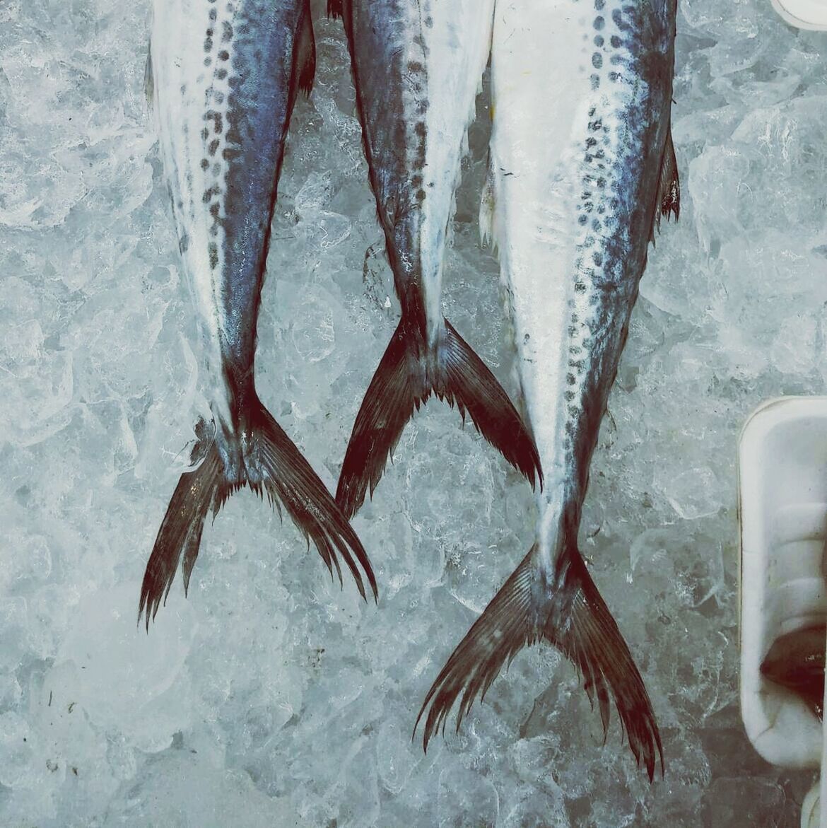 Close up of fish on ice