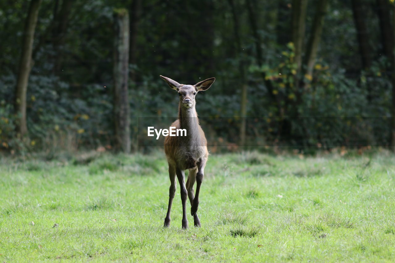 DEER STANDING ON FIELD AT FOREST