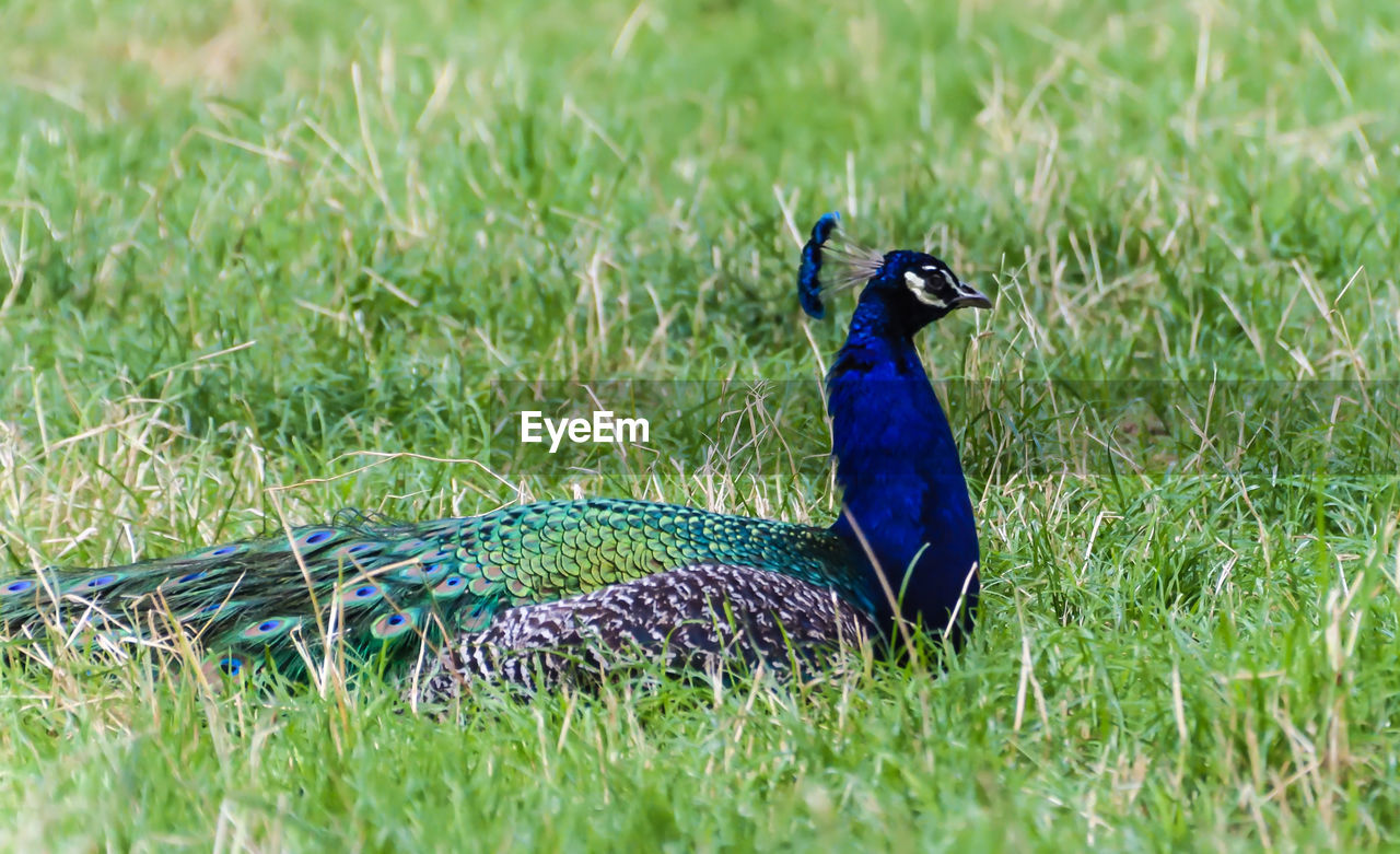 Peacock on grassy field