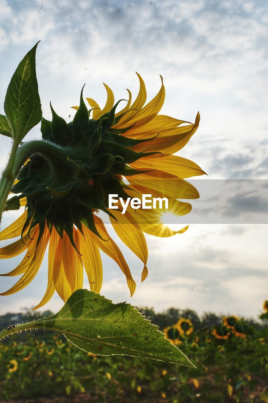 Sunflower against sky