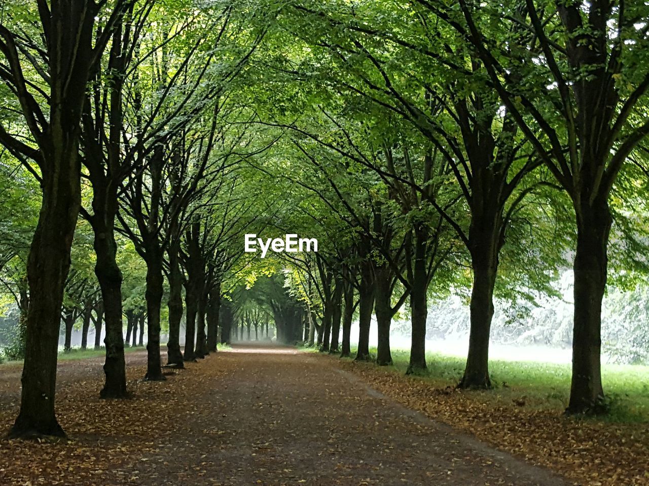 Pathway amidst trees in forest