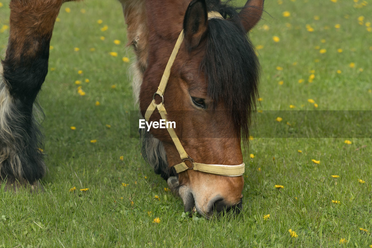 HORSE ON FIELD